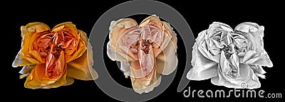 Surrealistic collage of three aged rose blossoms, vintage fantasy painting style Stock Photo