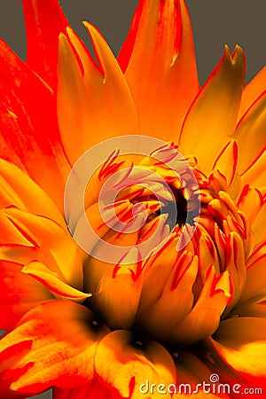 Surrealistic fiery red yellow glowing dahlia in pop-art fantasy colorful surreal painting style Stock Photo