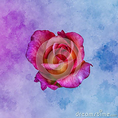 Surrealistic macro of a single isolated veined violet pink yellow rose blossom in vintage painting style on watercolors Stock Photo