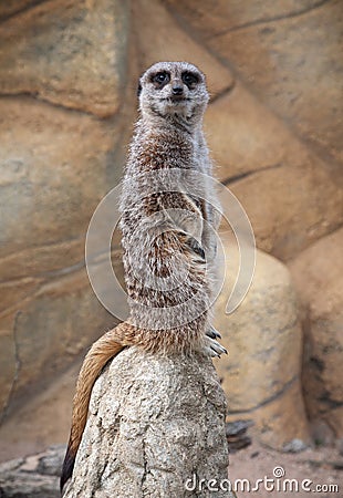 Suricate stands and looks away Stock Photo