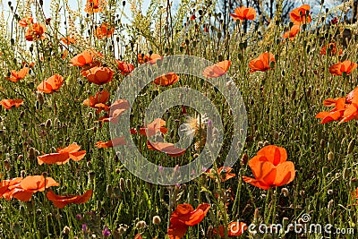 Surrounded by Poppy Bloom2 Stock Photo