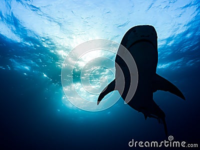 Face to face with a great tiger shark Stock Photo