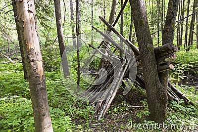 Survival shelter in the woods from tree branches. Cone or pyramid shape shelter Stock Photo