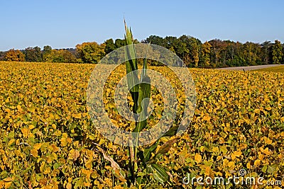 Surviving isolated stalk of corn in the bright sun of an autumn morning. Stock Photo