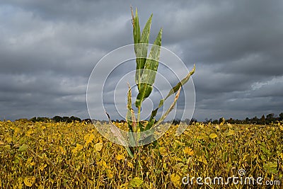 Surviving isolated stalk of corn in a mature soybean field on cloudy autumn morning. Stock Photo