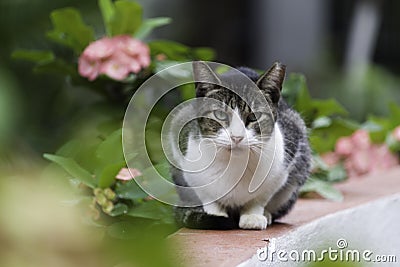 Cat sitting in the garden looking directly at the camera Stock Photo