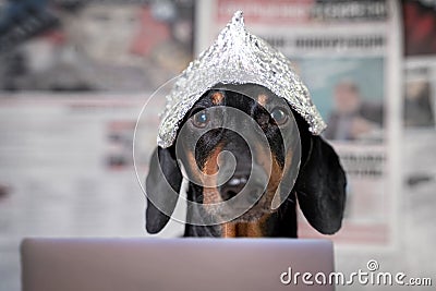Suspicious dachshund dog in foil hat with laptop looking at camera, front view, blurry newspapers with conspiracy theories in Stock Photo