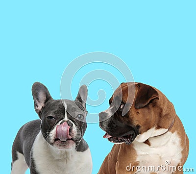 Suspicious French bulldog licking its nose, Boxer looking at it Stock Photo
