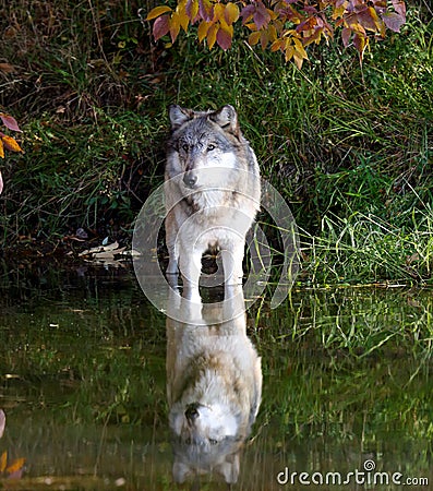 Suspicious wolf staring across a pond Stock Photo