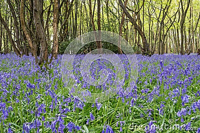 Sussex Bluebells Stock Photo