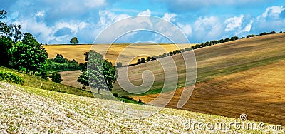 Sussex, English countryside, rolling hills with golden crops growing Stock Photo