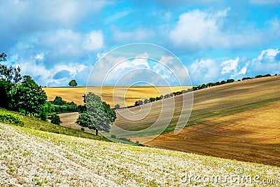 Sussex, English countryside, rolling hills with golden crops growing Stock Photo