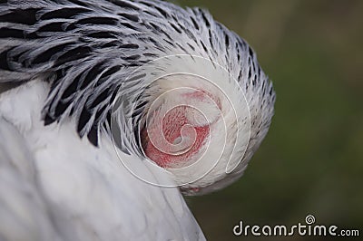 Sussex hen sleeping Stock Photo