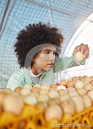 Sustainability, egg farming and black woman doing quality control in barn, chicken coop and sustainable business. Food Stock Photo