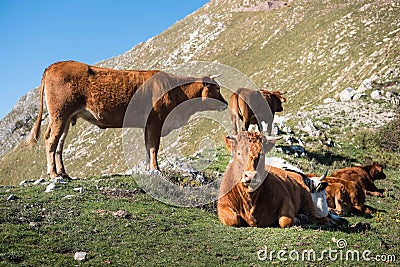 Sustainable farming pasture green grass cows free range Stock Photo