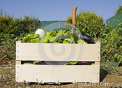 sustainable organic garden collection of vegetables peppers, aubergines and tomatoes Stock Photo