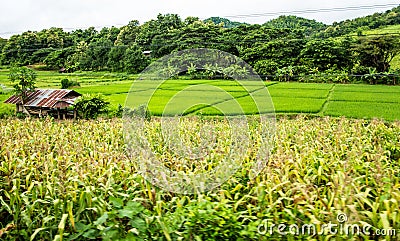 Sustainable rice and Corn fields, Chiang Mai Stock Photo