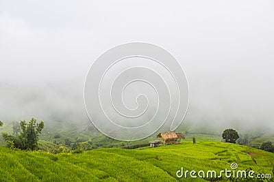 Sustainable rice and Corn fields, Chiang Mai, Thailand Stock Photo