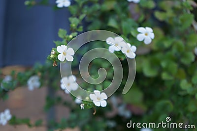 Sutera cordata 'Big Baja' blooms in October. Berlin, Germany Stock Photo