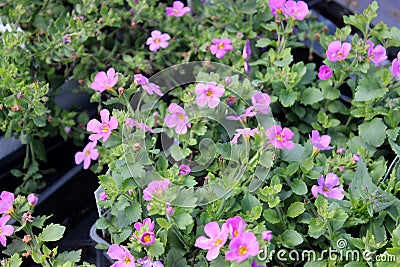 Sutera cordata `Big Falls Dark Pink`, Big Falls Dark Pink Bacopa Stock Photo