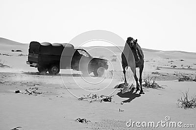 SUV car passing by a camel in the Empty Quarter desert of Arabia Stock Photo