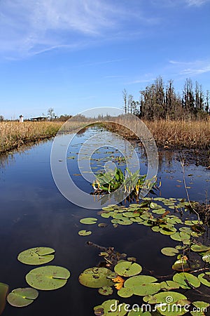 Suwanee River with Lily Pads - Okefenokee Swamp Stock Photo