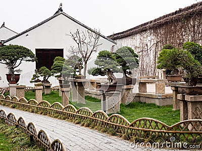 Bonsai trees at Humble Administrator`s Garden, one of the most famous classical gardens of Suzhou Editorial Stock Photo