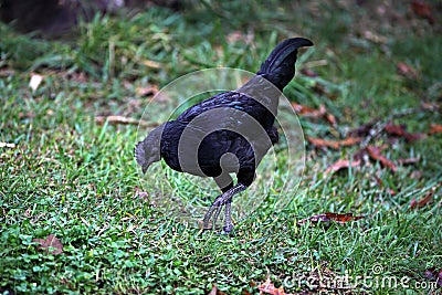 SvarthÃ¶na Ayam Cemani Kadaknath Cockerel Rooster Stock Photo