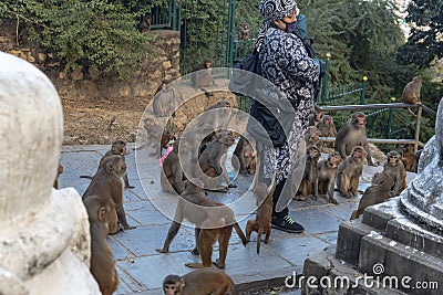 svayambunath monkey temple nepal. Kathmandu. Editorial Stock Photo