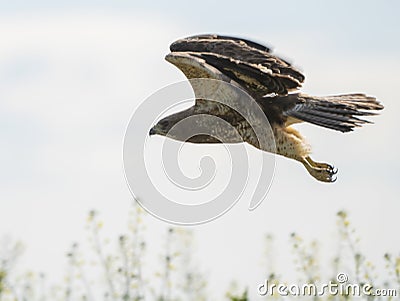 Swainson Hawk Prairie Stock Photo