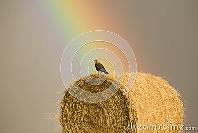 Swainson Hawks on Hay Bale Stock Photo