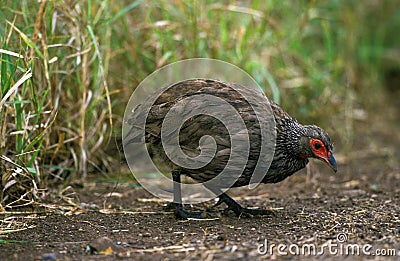 FRANCOLIN DE SWAINSON francolinus swainsonii Stock Photo