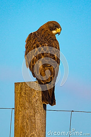 Swainson`s Hawk Against Blue Sky Stock Photo