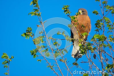 Swainson`s Hawk Perched Against Blue Sky Stock Photo