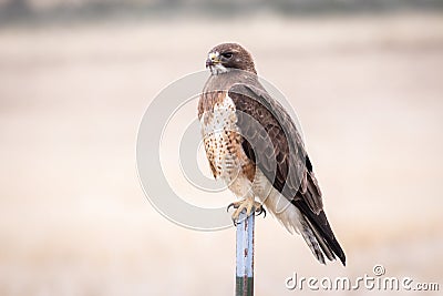 Swainson`s Hawk Perched on a Metal Pole Stock Photo