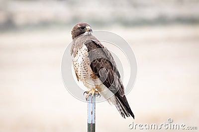 Swainson`s Hawk Perched on a Metal Pole Stock Photo