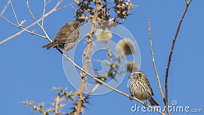 Swainson`s Sparrows and Streaky Seedeater on Shruberry Stock Photo