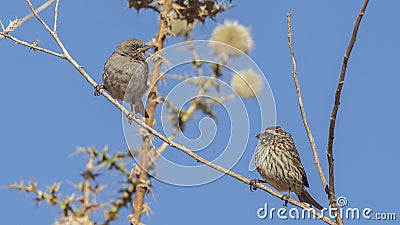 Swainson`s Sparrows and Streaky Seedeater on Shrubs Stock Photo