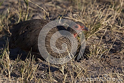 Swainsons Spurfowl Stock Photo