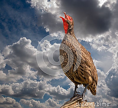 Swainson`s Spurfowl, photographed in South Africa. Stock Photo