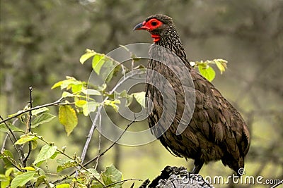 Swainson's spurfowl (Pternistes swainsonii) Stock Photo