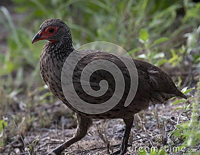 Swainson`s spurfowl Pternistis swainsonii Stock Photo