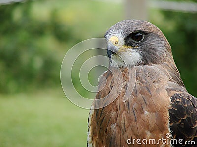 Swainsons Hawk Stock Photo