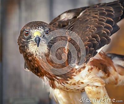 Swainsons Hawk - Close Up - Wooden Background Stock Photo