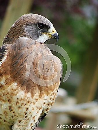 Swainsons Hawk Vertical Stock Photo