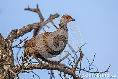 Swainsons Spurfowl in tree Stock Photo