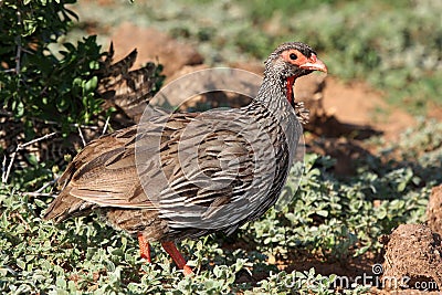 Swaison's Francolin Bird Stock Photo