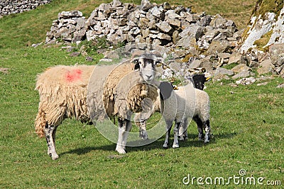 Swaledale Sheep With Lambs, Muker Stock Photo