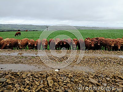 Swalesmoor Cows steering you Editorial Stock Photo