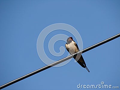 The swallow bird Stock Photo